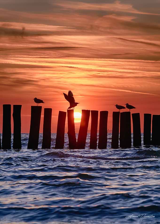 Seagulls on Wooden Posts at Sunset