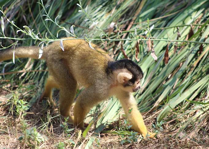 Squirrel Monkey Walking in Grass / Saïmiri en exploration