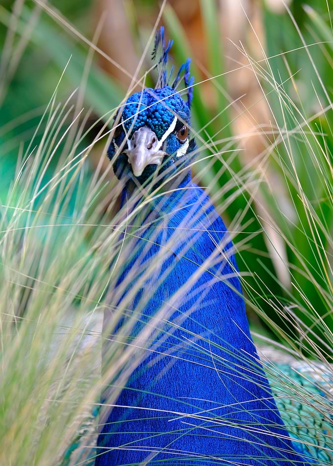 Peacock Through Tall Grass