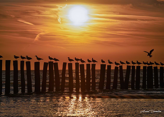 Seagulls Perched on Wooden Posts at Sunset