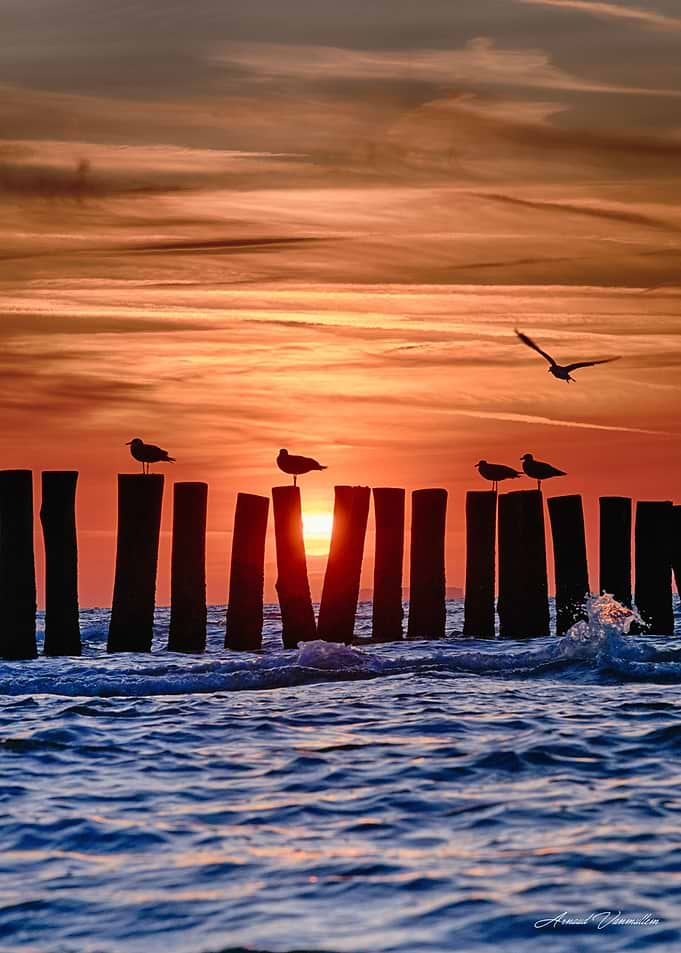 Seagulls on Wooden Posts at Sunset