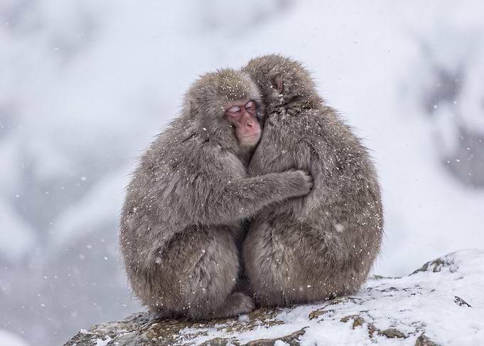 Two Japanese Macaques Hugging in Snow