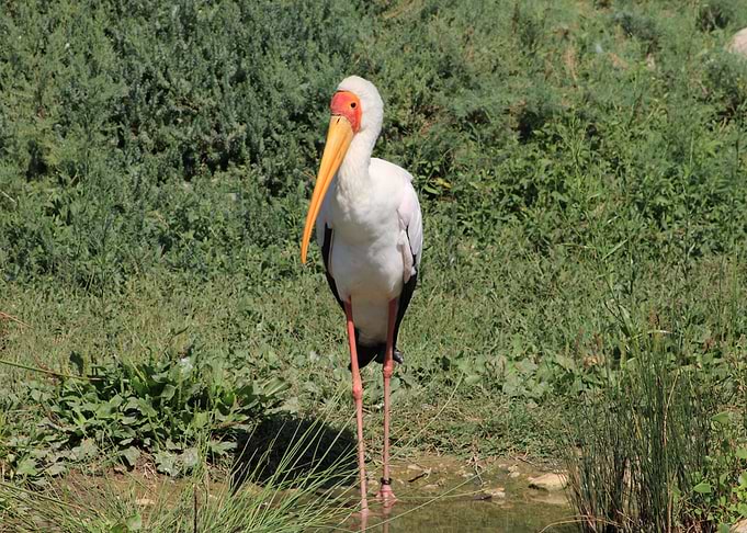 Yellow-billed Stork Standing in Grass