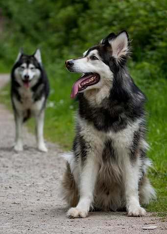 One Malamute-German Shephrd Hybrid and a second Blurred Malamute behind, two Dogs Outdoors