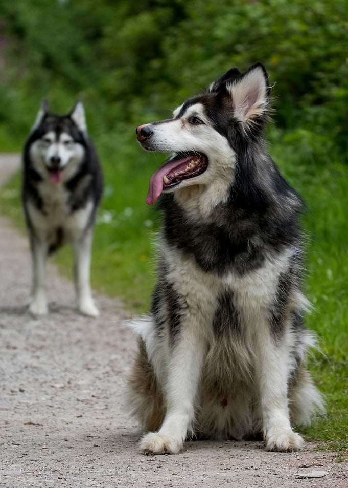 One Malamute-German Shephrd Hybrid and a second Blurred Malamute behind, two Dogs Outdoors