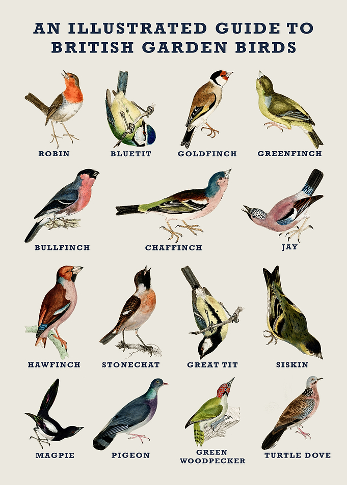 Illustrated Guide to British Garden Birds