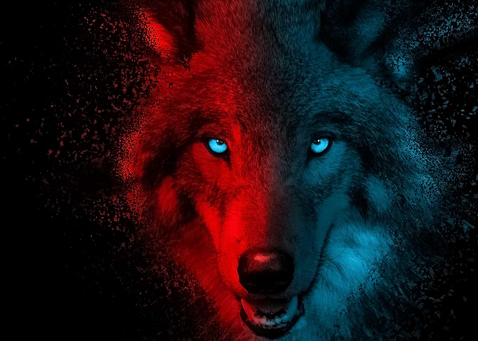 Dual Tone Wolf Portrait