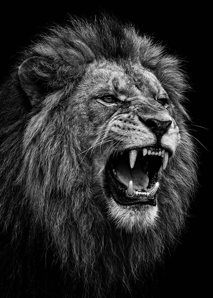 Fierce Roaring Lion Portrait