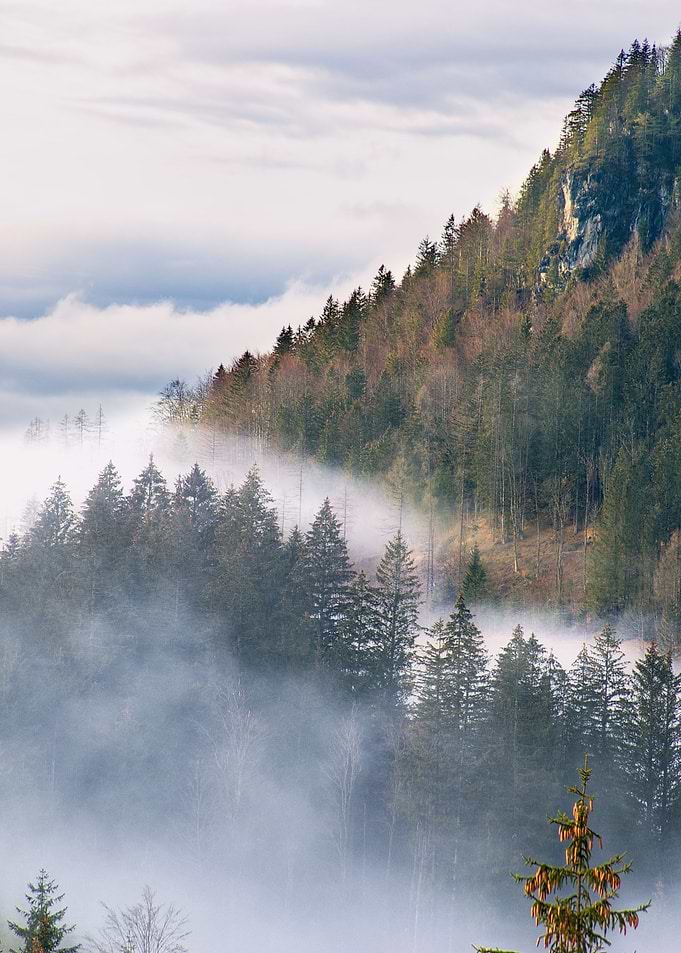 Misty Forest Mountain Landscape