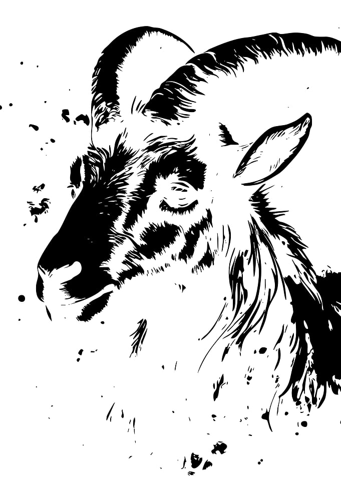 Black and White Goat Portrait