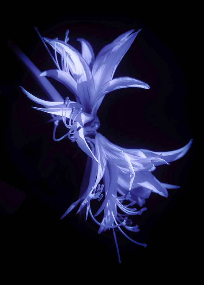 Ethereal Blue Lily on Black (Moon Amaryllis)