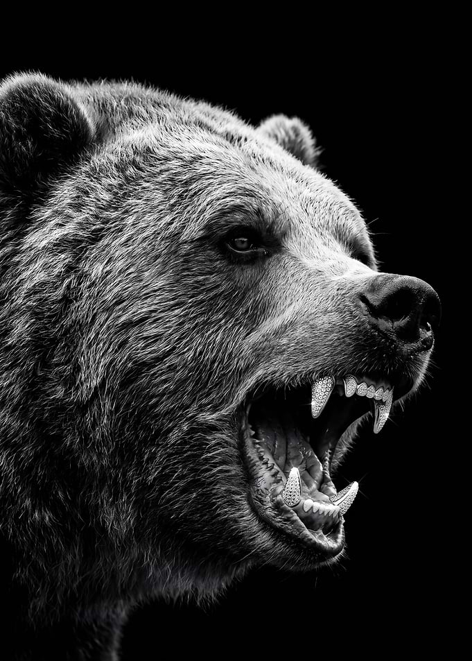Fierce Grizzly Bear with Diamond Grillz