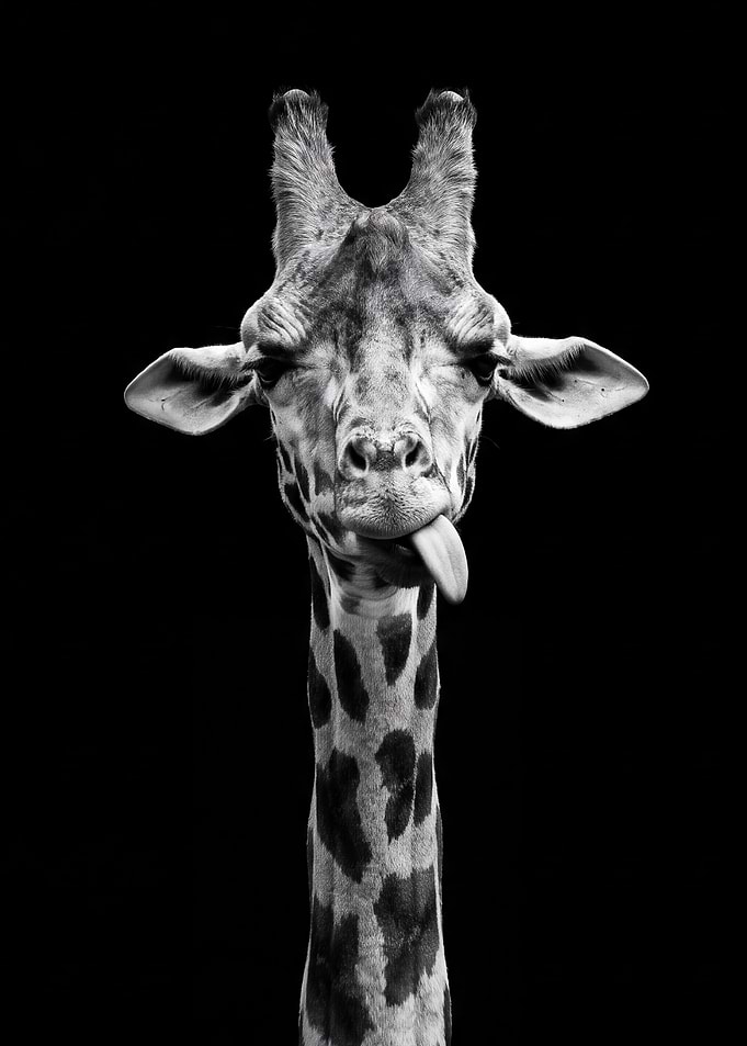 Silly Giraffe Portrait