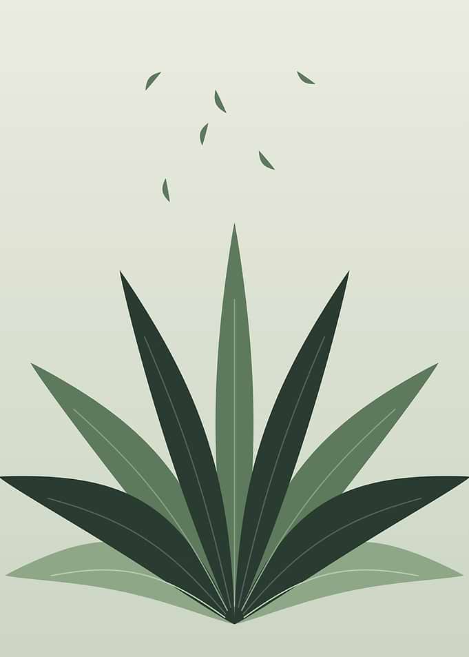 Sage Agave - Minimalist Botanical Plant Wall Art