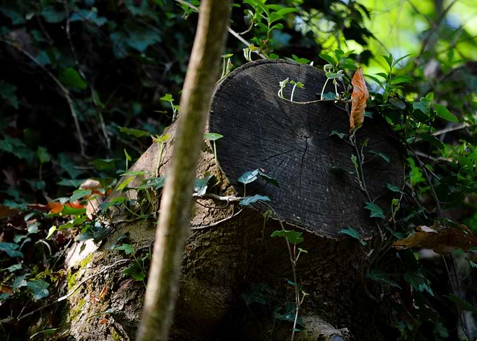 Ivy Covered Tree Stump in Forest
