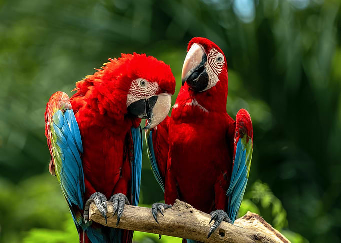 Two Vibrant Scarlet Macaws