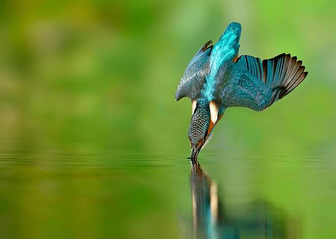 Kingfisher Diving into Water