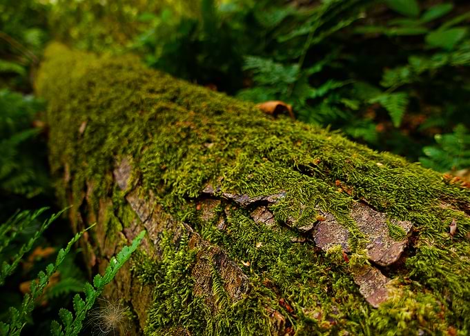 Holme Fen | Moss and Fern, Ancient Woodland Floor