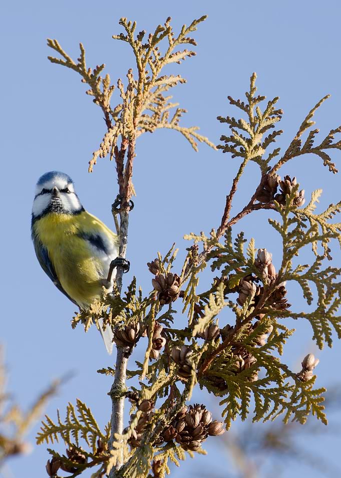 Eurasian Blue Tit on Conifer Branch