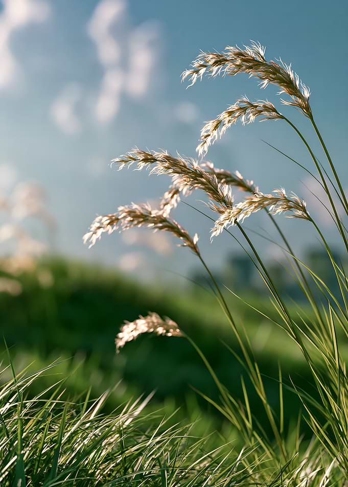 Sunlit Grass Blades in Meadow