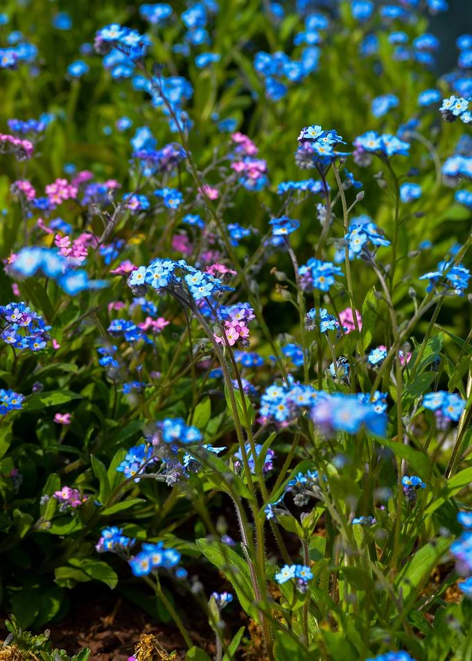 Vibrant Blue Forget-Me-Not Flowers