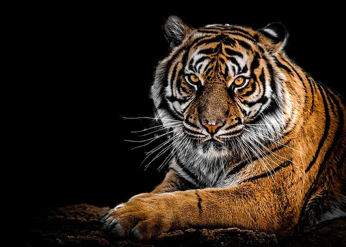 Majestic Tiger Portrait on Black Background