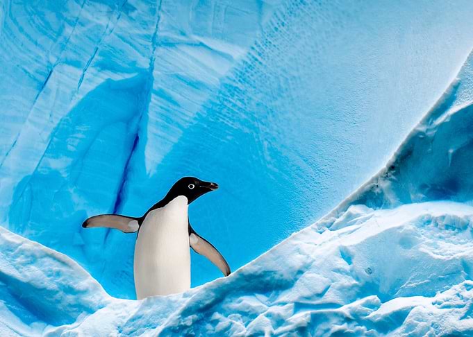 Adélie Penguin on Blue Iceberg