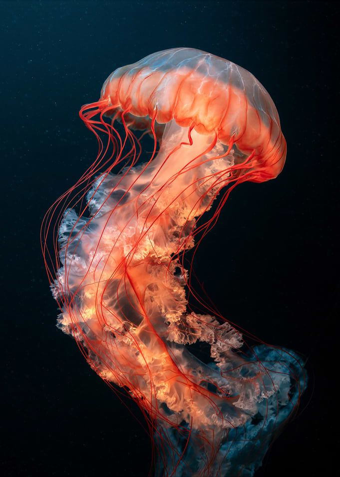 Glowing Red Jellyfish in Deep Water