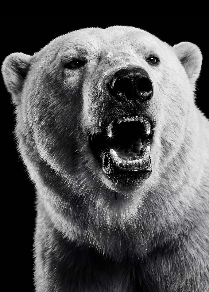 Fierce Polar Bear Portrait