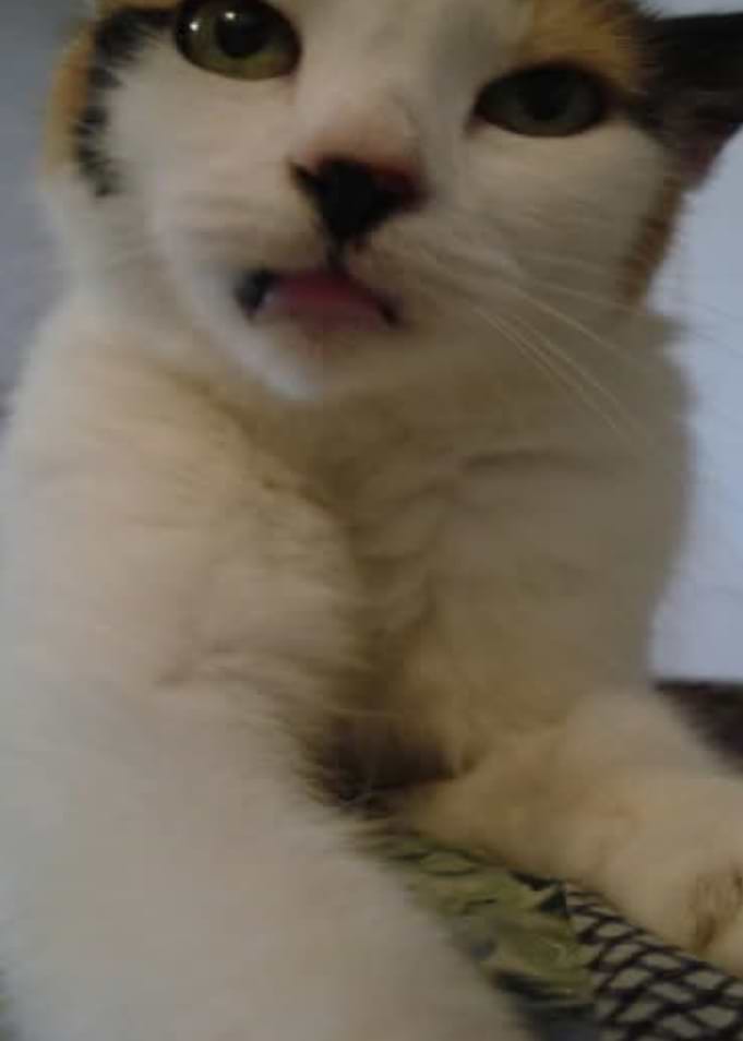 Close-up Portrait of a Calico Cat Smokey