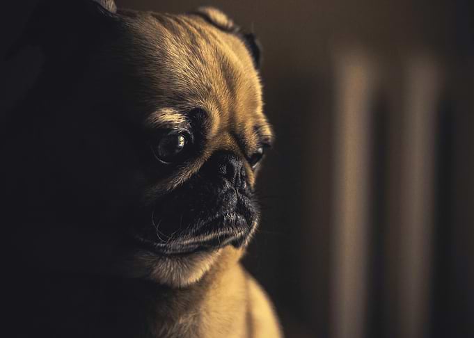 Pensive Pug Portrait in Low Light