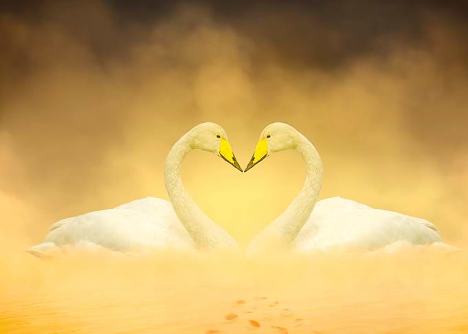Two Swans Forming a Heart