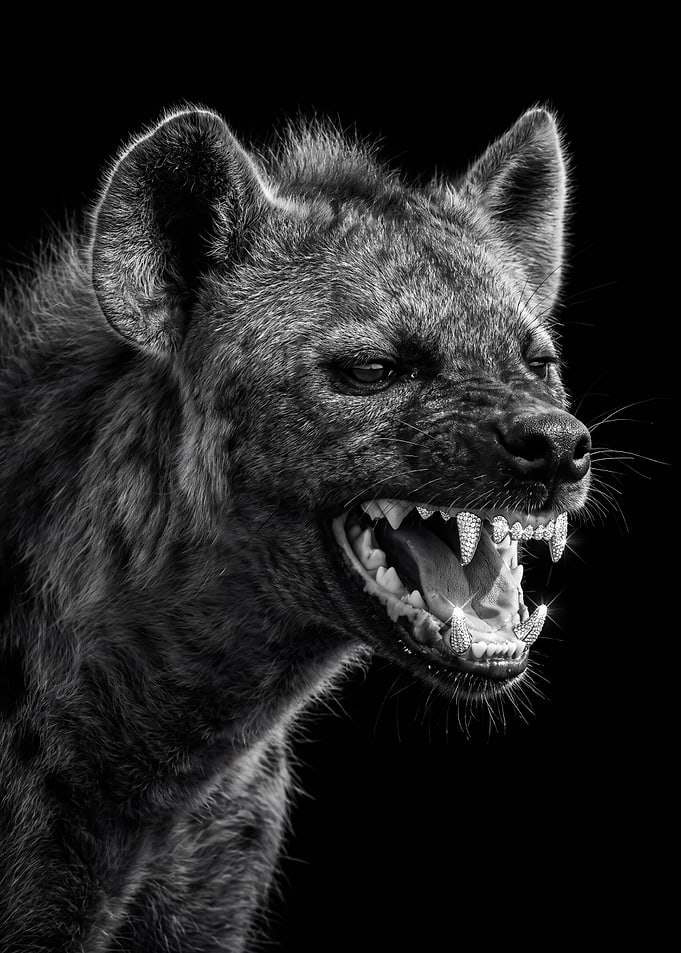 Hyena with Diamond Encrusted Teeth