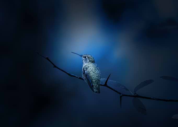 Hummingbird Perched on a Branch