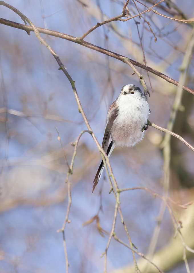 Long-tailed Tit Perched on Branch