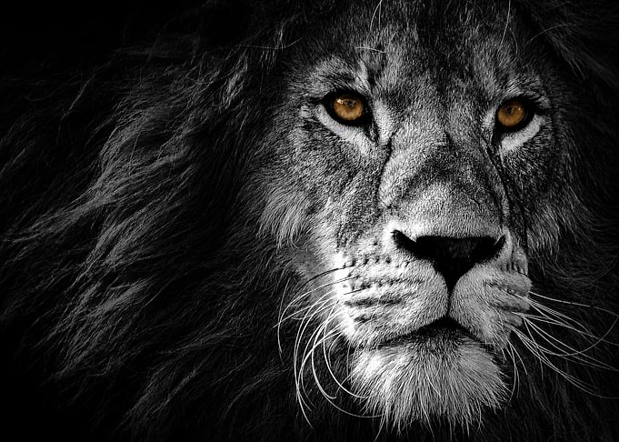 Majestic Lion Portrait with Amber Eyes