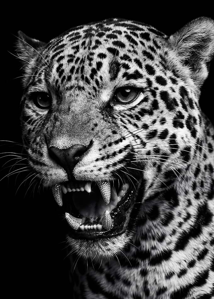 Close-up Portrait of a Snarling Leopard