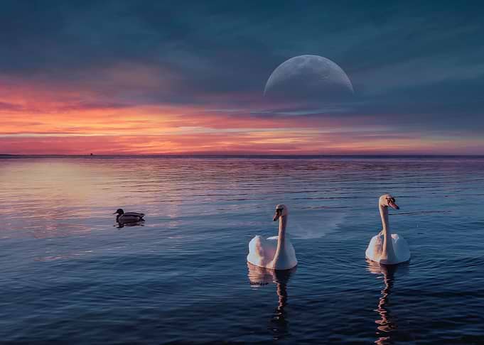 Swans and Duck at Sunset