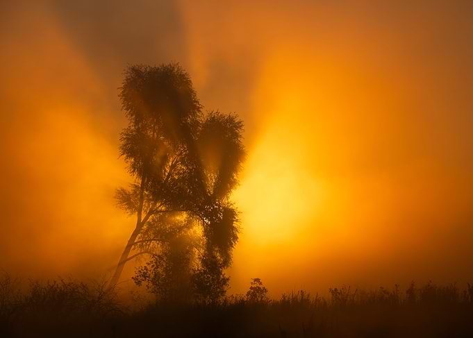 Golden Sunrise Through Misty Trees