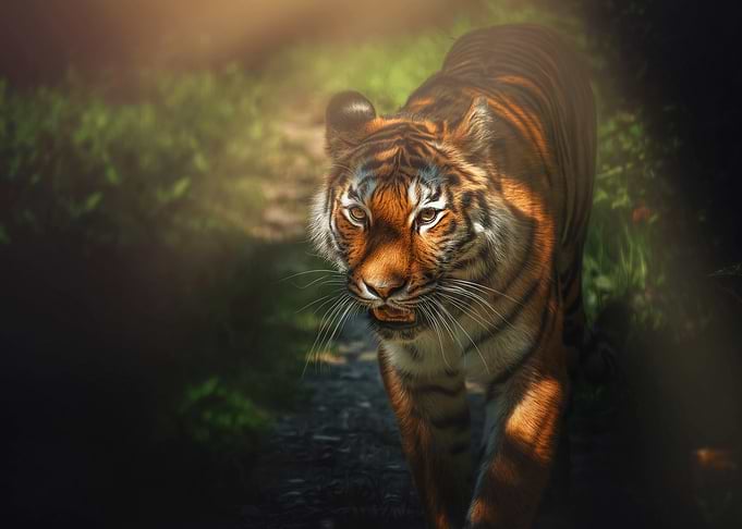 Majestic Tiger Walking Through Forest