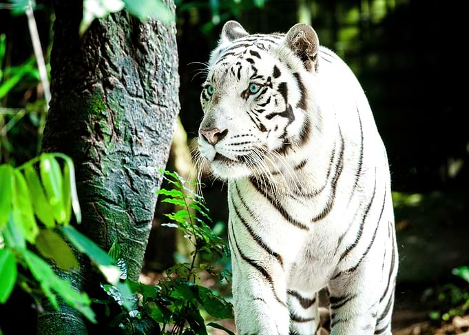 Majestic White Tiger in the Forest