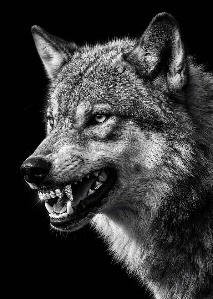Wolf with Diamond Grillz
