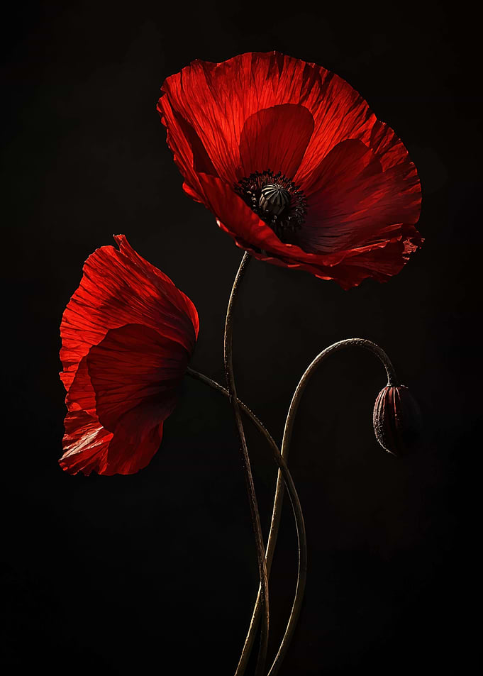 Elegant Red Poppies on Black
