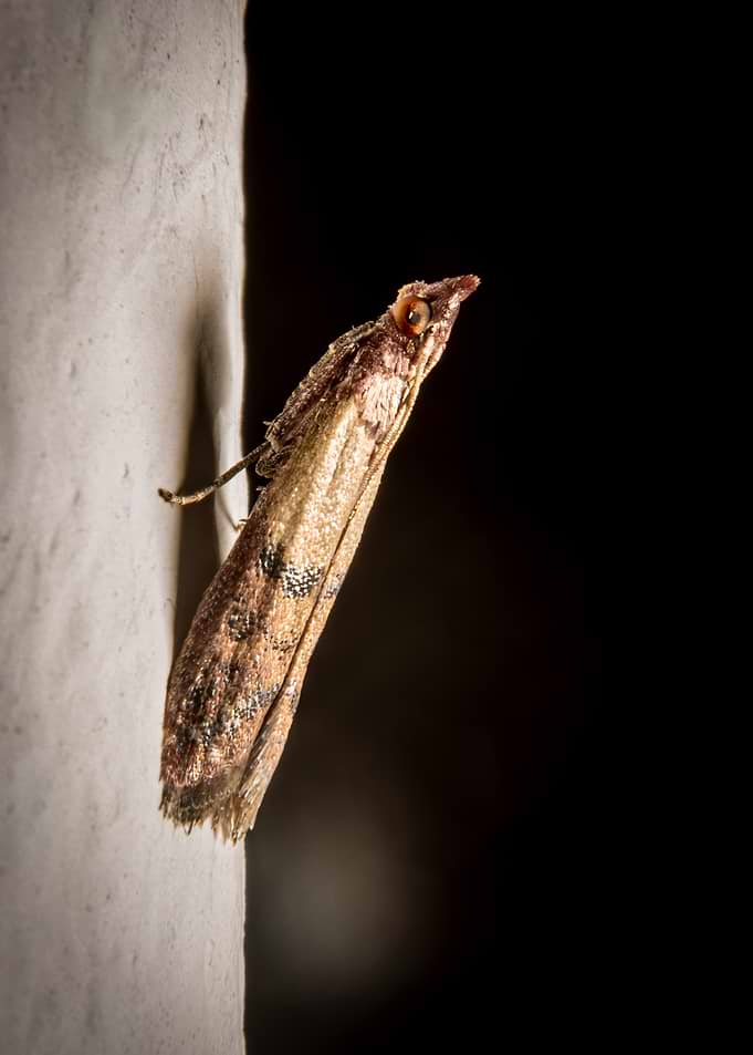 Macro photograph of a small moth