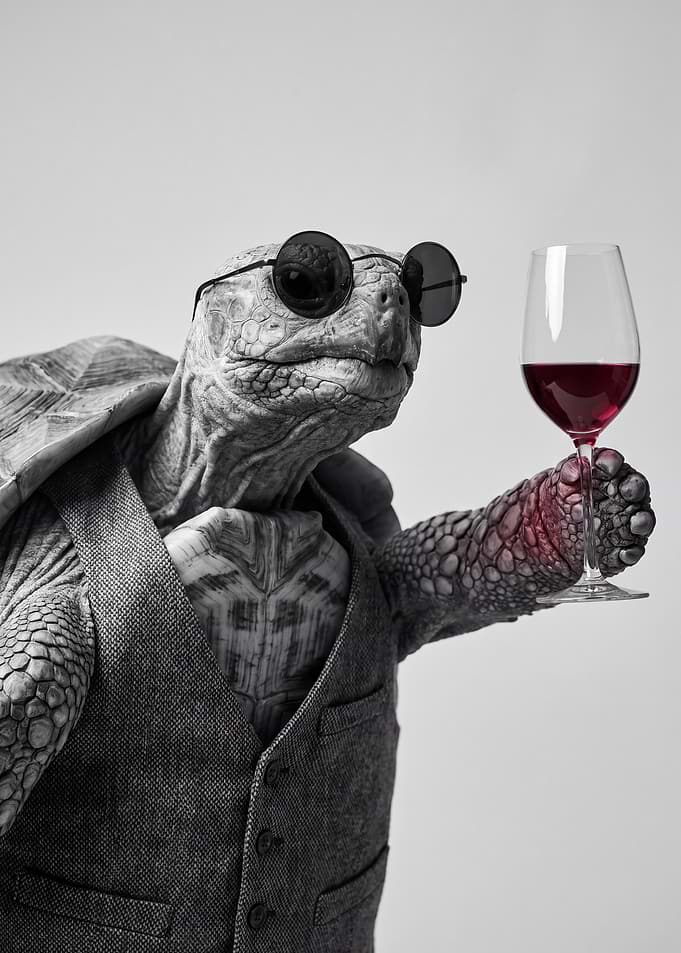 Sophisticated Turtle with Wine