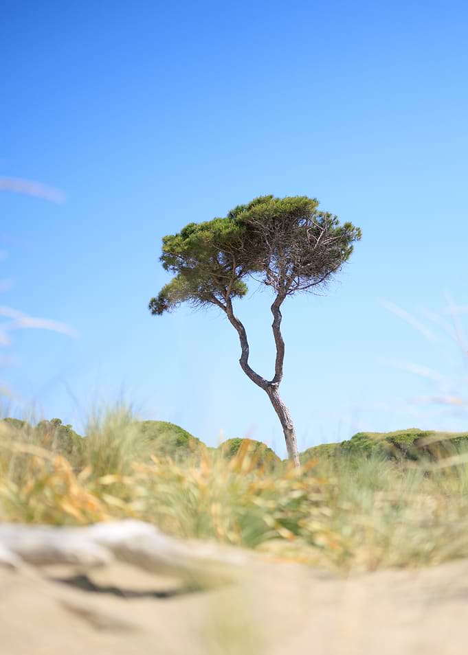 Solitary Pine Tree on Sand Dunes