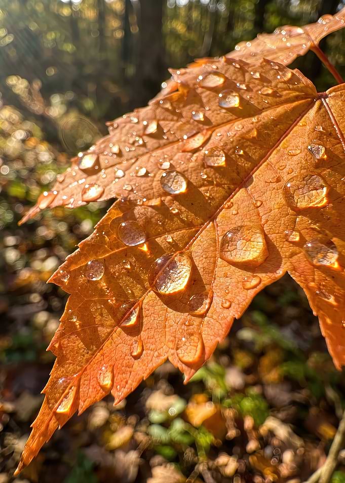 Dew-Covered Autumn Maple Leaf