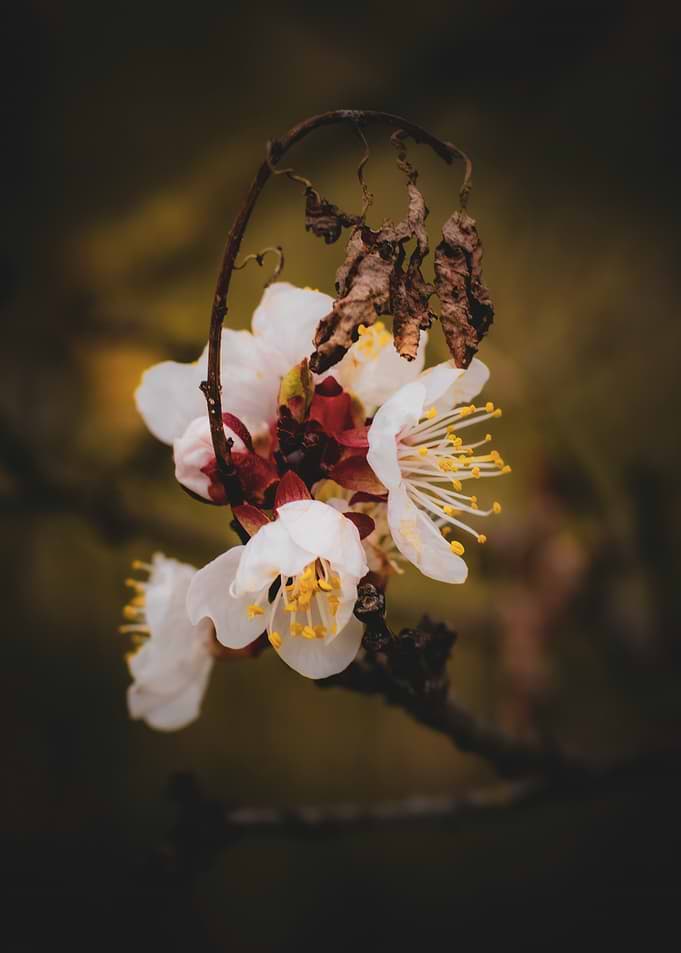 Delicate White apricot Blossoms on Dark Branch