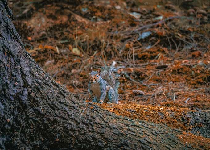 Squirrel on a Mossy Tree Root