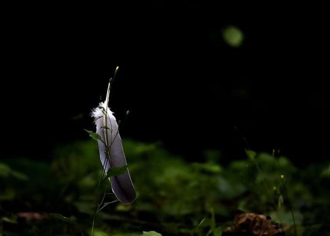 Single Feather Resting on Green Plant